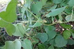 Cissampelos pareira var. hirsuta